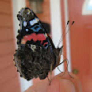 Meet your Posher, Tom